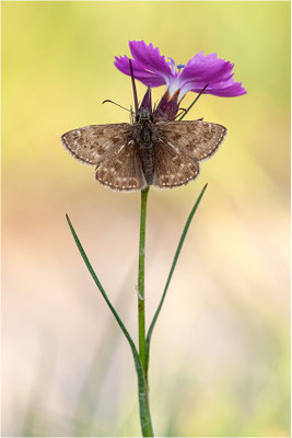 Dunkler Dickopffalter (Erynnis tages), Deutschland, Baden-Württemberg