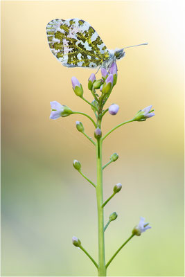Aurorafalter (Anthocharis cardamines), Männchen, Deutschland, Baden-Württemberg