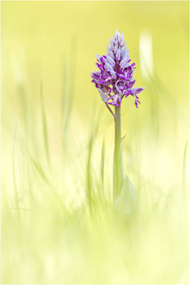 Helm-Knabenkraut (Orchis militaris), Deutschland, Baden-Württemberg, südlicher Oberrhein