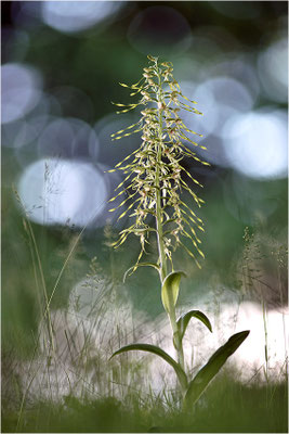 Bocks-Riemenzunge (Himantoglossum hircinum), Deutschland, Baden-Württemberg