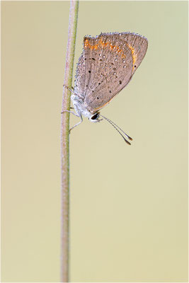 Kleiner Feuerfalter (Lycaena phlaeas), Deutschland, Baden-Württemberg
