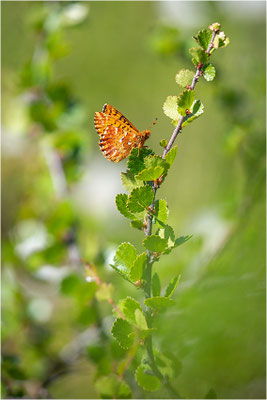 Hochmoor-Perlmuttfalter (Boloria aquilonaris), Schweden, Norrbottens Iän