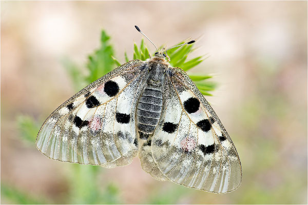 Roter Apollo (Parnassius apollo lozerae), Frankreich, Dep. Lozere