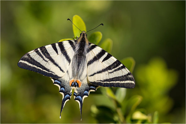 Segelfalter (Iphiclides podalirius), Frankreich, Drôme