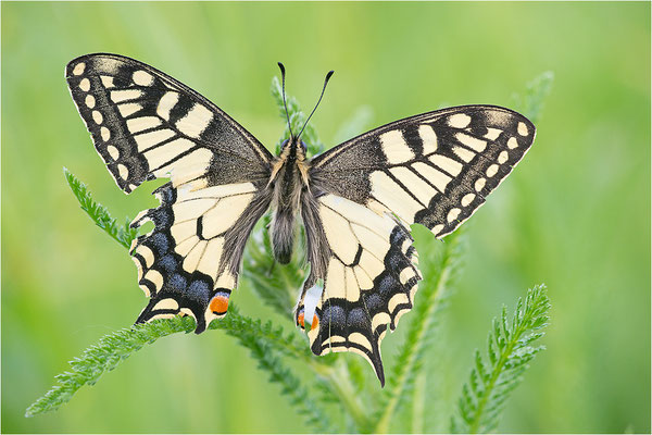 Schwalbenschwanz (Papilio machaon), Deutschland, Baden-Württemberg