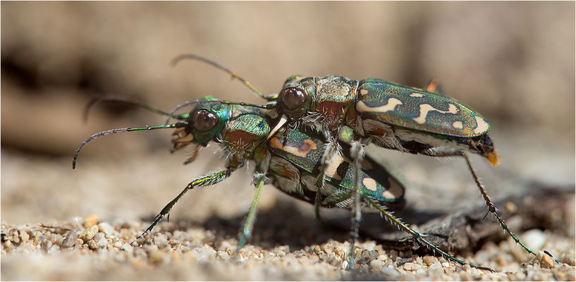 Lophyra flexuosa flexuosa, Paarung, Frankreich, Drôme