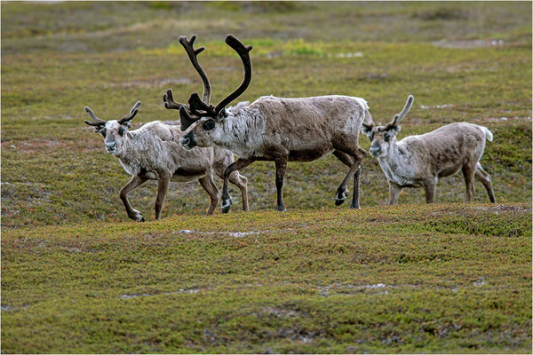 Rentier (Rangifer tarandus), Norwegen, Finnmark