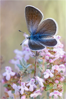 Glaucopsyche melanops, Frankreich, Ardèche