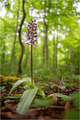 Purpur-Knabenkraut (Orchis purpurea), Deutschland, Baden-Württemberg