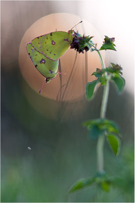 Hufeisenklee-Gelbling/Goldene Acht (Colias alfacariensis/Colias hyale), Paarung, Deutschland, Baden-Württemberg