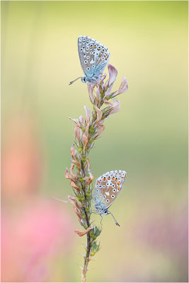Himmelblauer Bläuling (Polyommatus bellargus), Deutschland, Baden-Württemberg
