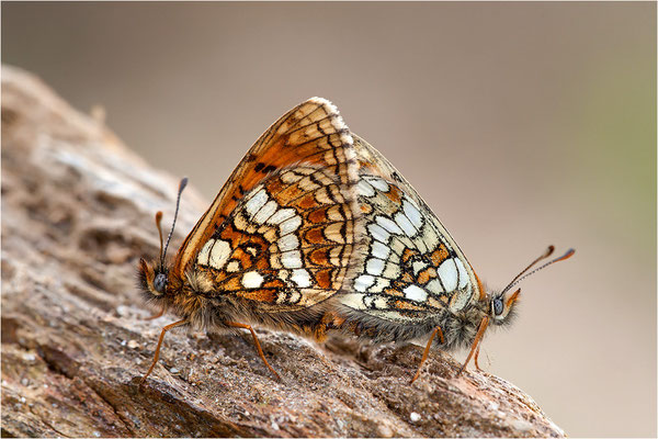 Bündner Scheckenfalter (Melitaea varia), Paarung, Schweiz, Wallis