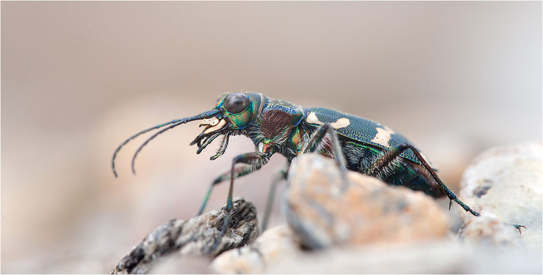 Dünen-Sandlaufkäfer (Cicindela transversalis transversalis), Schweiz, Kanton Wallis