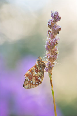 Hochalpen-Perlmuttfalter (Boloria pales), Italien, Region Aostatal, 2000m