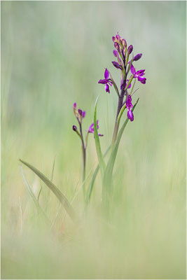 Lockerblütige Hundswurz (Anacamptis laxiflora), Dep. Var, Frankreich