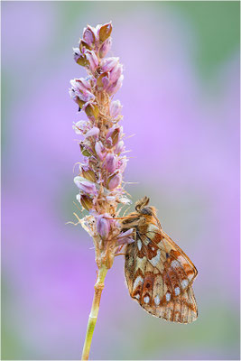 Hochalpen-Perlmuttfalter (Boloria pales), Italien, Region Aostatal, 2000m