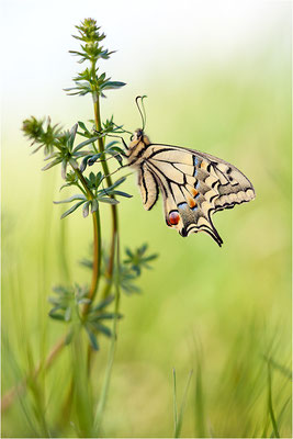 Schwalbenschwanz (Papilio machaon), Deutschland, Baden-Württemberg