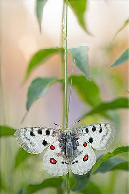 Roter Apollo (Parnassius apollo linnei), Schweden, Gotland