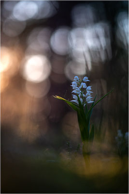 Schwertblättriges Waldvöglein (Cephalanthera longifolia), Schweden,  Farö