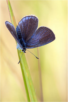 Kleiner Alpenbläuling (Cupido osiris), Weibchen, Frankreich, Ardèche