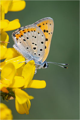 Violetter Feuerfalter (Lycaena alciphron), Männchen, Frankreich, Ardéche