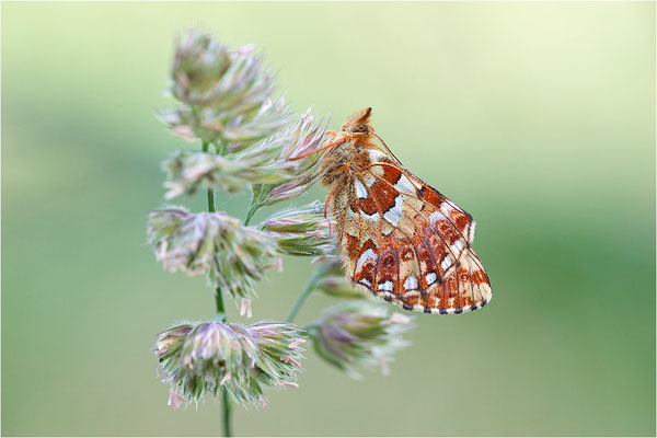 Hochmoor-Perlmuttfalter (Boloria aquilonaris), Deutschland, Rheinland-Pfalz