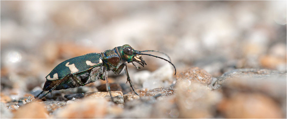 Dünen-Sandlaufkäfer (Cicindela transversalis transversalis), Schweiz, Kanton Wallis