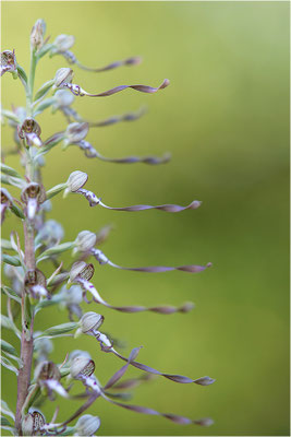 Bocks-Riemenzunge (Himantoglossum hircinum), Dep. Ardèche, Frankreich