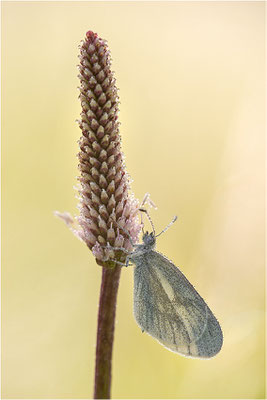 Tintenfleck-Weißling (Leptidea sinapis bzw. juvernica), Deutschland, Baden-Württemberg