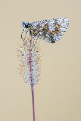 Zweibrütiger Würfel-Dickkopffalter (Pyrgus armoricanus), Mittlerer Oberrhein, Baden-Württemberg, Deutschland