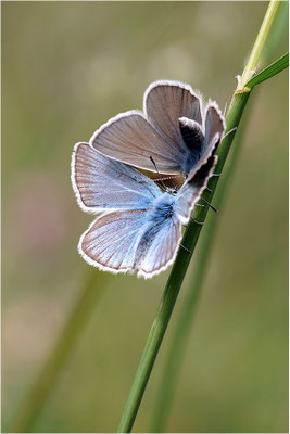 Großer Esparsetten-Bläuling (Polyommatus damon), Pärchen, Schweiz, Kanton Bern