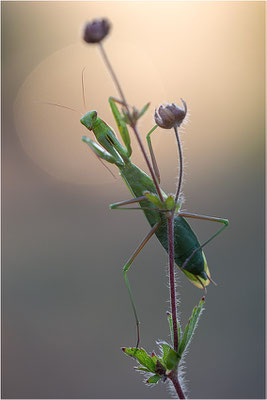 Europäische Gottesanbeterin (Mantis religiosa), Weibchen, Deutschland, Baden-Württemberg