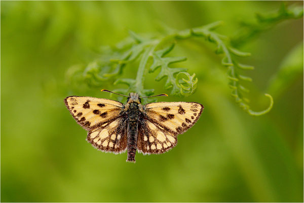 Schwarzfleckiger Golddickkopffalter (Carterocephalus silvicola), Schweden, Örebro län