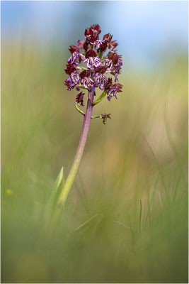 Purpur-Knabenkraut (Orchis purpurea), Frankreich, Drôme