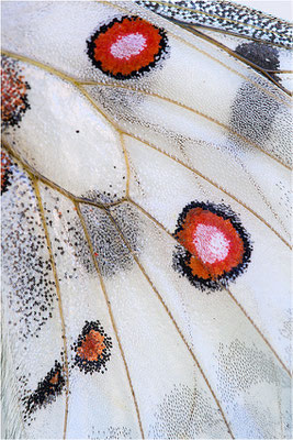 venaissimus