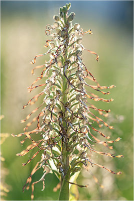 Bocks-Riemenzunge (Himantoglossum hircinum), Deutschland, Baden-Württemberg