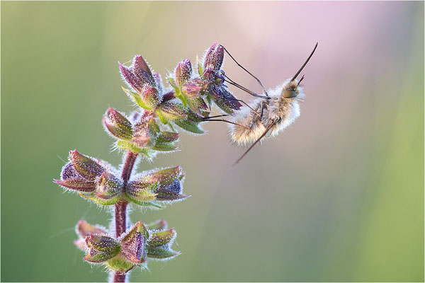 Wollschweber (Bombylius spec.), Deutschland, Baden-Württemberg, Kaiserstuhl