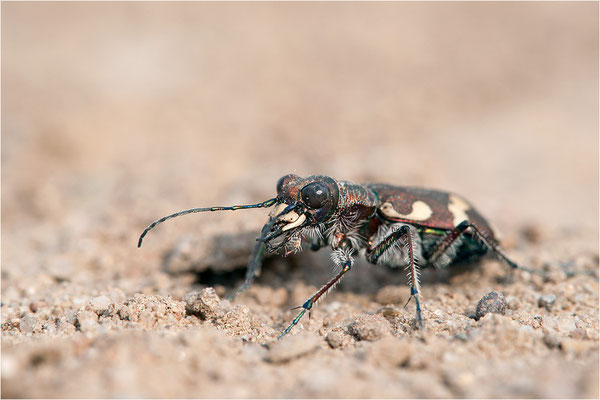 Dünen-Sandlaufkäfer (Cicindela transversalis pseudoriparia), Deutschland, Baden-Württemberg
