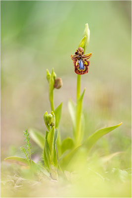 Spiegel-Ragwurz (Ophrys speculum)