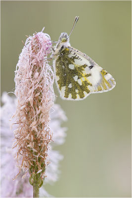 Gesprenkelter Gebirgsweißling (Euchloe simplonia), Männchen, Frankreich, Haute-Alps