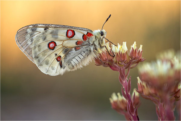 Roter Apollo (Parnassius apollo lozerae), Frankreich, Dep. Lozere