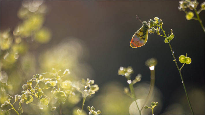 Gelber Aurorafalter (Anthocharis euphenoides), Frankreich, Ardèche