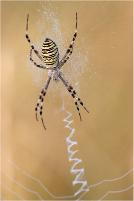 Wespenspinne (Argiope bruennichi), Weibchen, Frankreich, Drôme