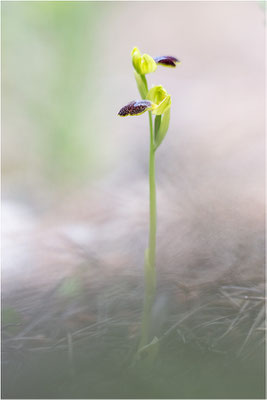 Ophrys bilunulata