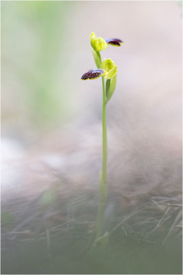Ophrys bilunulata