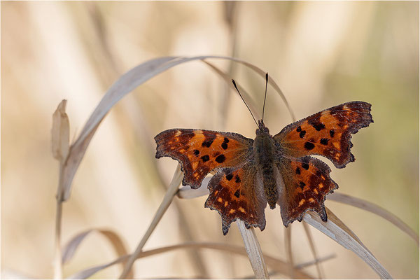 C-Falter (Polygonia c-album), Deutschland, Baden-Württemberg