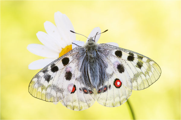 Roter Apollo (Parnassius apollo calmensis), Schweiz, Kanton Fribourg