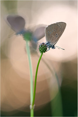 Dunkler Wiesenknopf-Ameisenbläuling (Phengaris nausithous), Deutschland, Baden-Württemberg