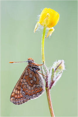 Goldener Scheckenfalter (Euphydryas aurinia), Frankreich, Aveyron