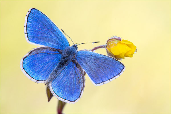Himmelblauer Bläuling (Polyommatus bellargus), Männchen, Deutschland, Baden-Württemberg